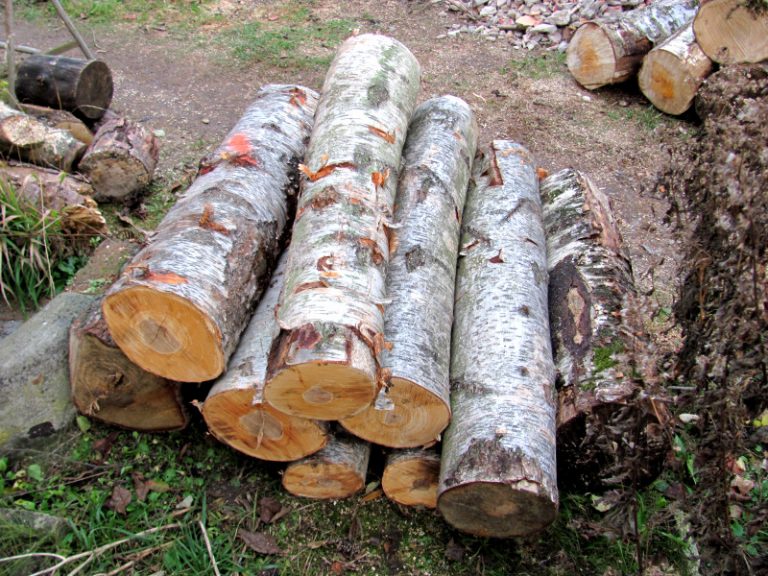 Welches Holz Brennt Am Längsten Welches Brennholz brennt am längsten? - Kettensäge Ratgeber