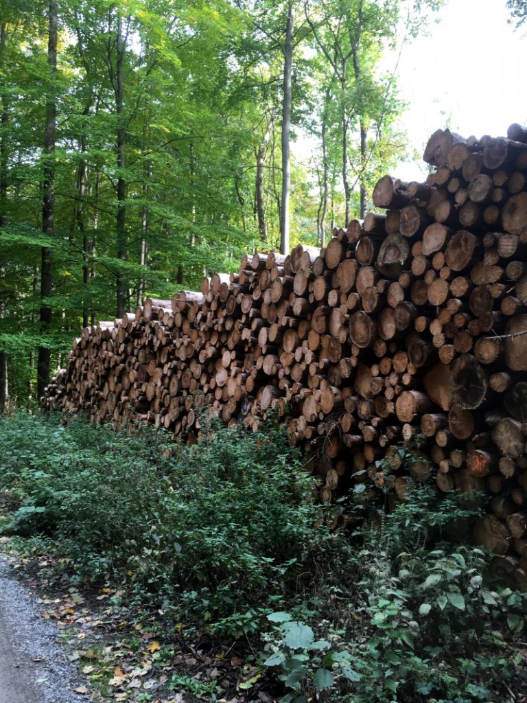 Stammholz gelagert im Wald